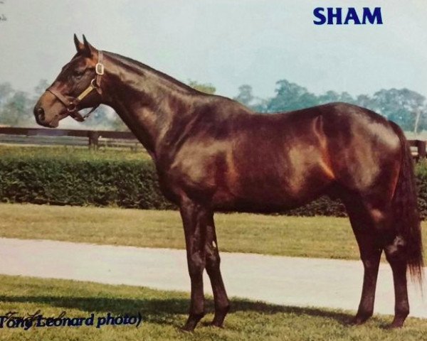 stallion Sham xx (Thoroughbred, 1970, from Pretense xx)