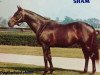 stallion Sham xx (Thoroughbred, 1970, from Pretense xx)