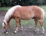 Dressurpferd Santiano K (Haflinger, 2014, von Solero)