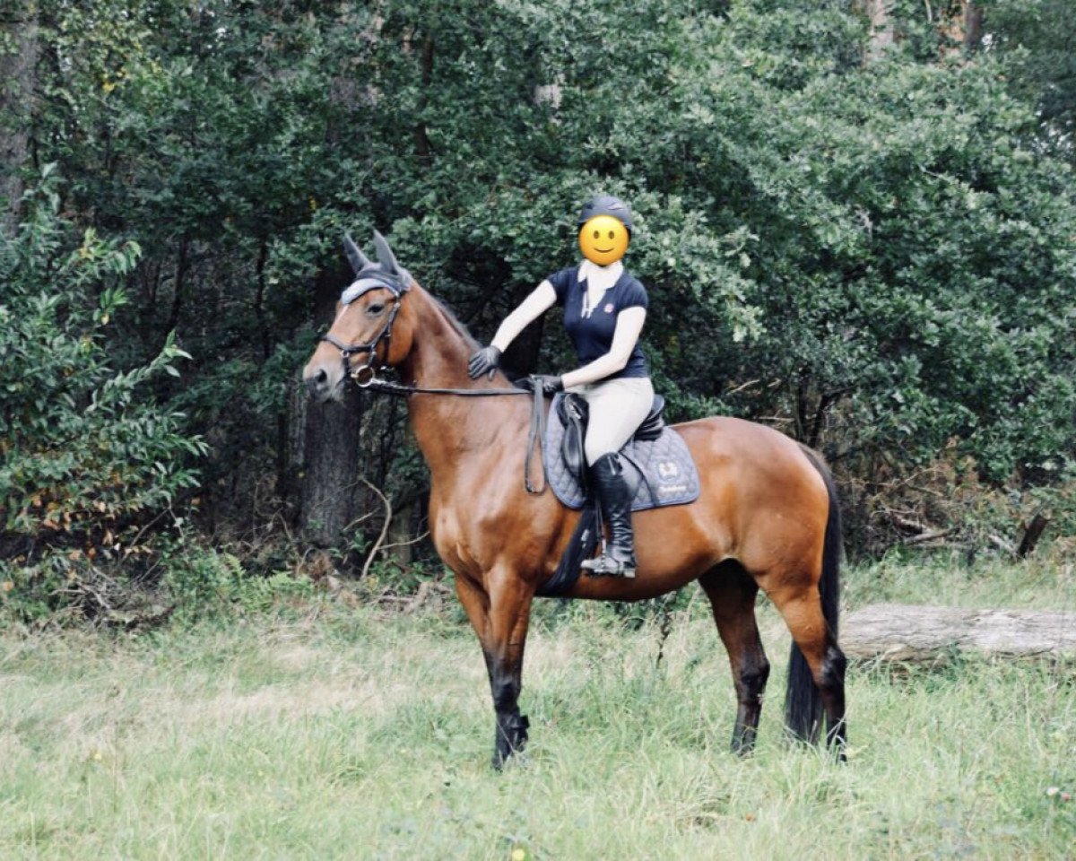 broodmare Herzenslust II (Trakehner, 2001, from Michelangelo)