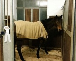 broodmare Fortuna (German Sport Horse, 2006, from Grafenstolz)