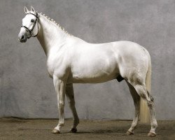 stallion Business AA (Anglo-Arabs, 1996, from Stubin AA)