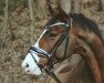 jumper Caninjo W (Oldenburg show jumper, 2009, from Casiro I)