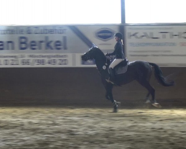 Reitturnier Jüchen-Waat 2018