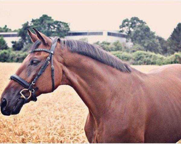 horse Luc de Larome (Rhinelander, 1995, from Larome)