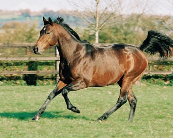 stallion Sendawar xx (Thoroughbred, 1996, from Priolo xx)
