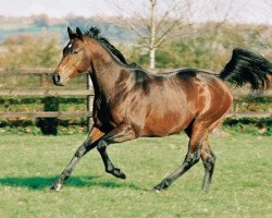 stallion Sendawar xx (Thoroughbred, 1996, from Priolo xx)