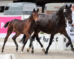 dressage horse Delana (Austrian Warmblood, 2017, from Fürst Romancier)