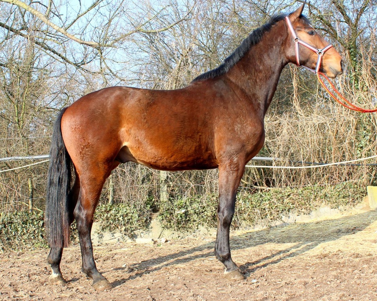 Springpferd Kapitol (KWPN (Niederländisches Warmblut), 2015, von Eldorado vd Zeshoek Tn)