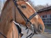 dressage horse Leroy 164 (Hanoverian, 2005, from Lauries Crusador xx)