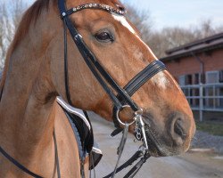 dressage horse Leroy 164 (Hanoverian, 2005, from Lauries Crusador xx)