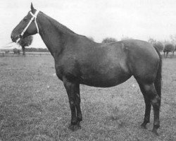 Zuchtstute Triessa (Schwedisches Warmblut, 1925, von Tribun)