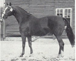 stallion Irak (Swedish Warmblood, 1951, from Barbarossa)