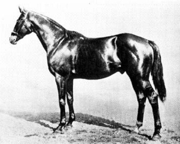 stallion Printonan xx (Thoroughbred, 1904, from Sainfoin xx)