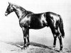 stallion Printonan xx (Thoroughbred, 1904, from Sainfoin xx)