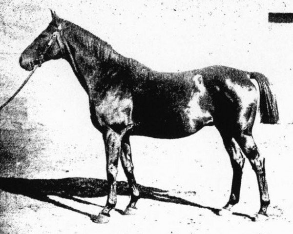 stallion Stegeborg I (Swedish Warmblood, 1915, from Printonan xx)