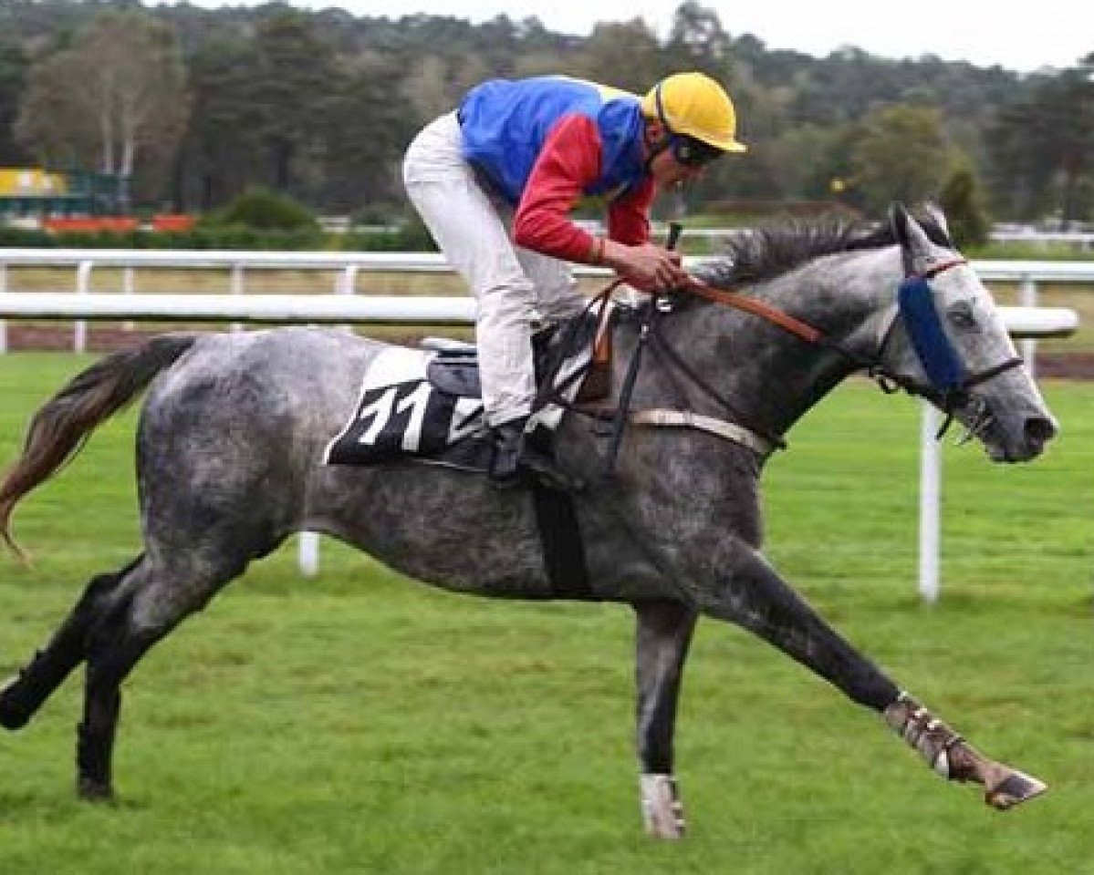 stallion Turpaon (Thoroughbred, 2005, from Turgeon xx)