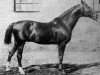 stallion Lord Major (Hanoverian, 1872, from Major)