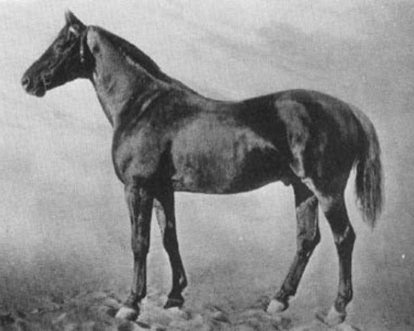 Deckhengst Avanti (Schwedisches Warmblut, 1900, von Insterburg)