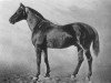 stallion Avanti (Swedish Warmblood, 1900, from Insterburg)