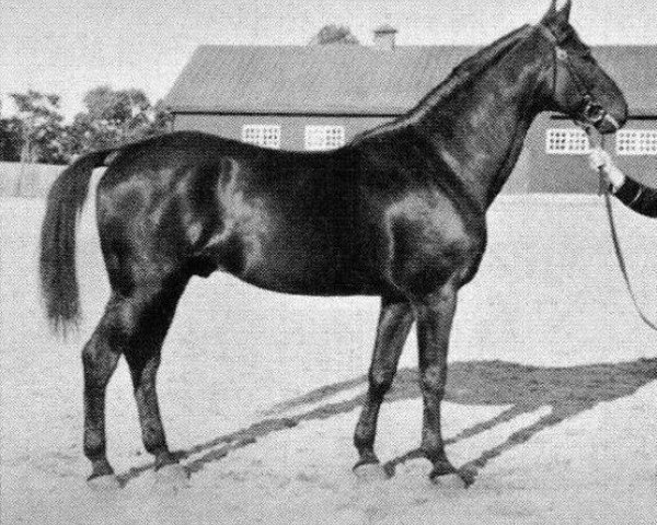 stallion Corvettino (Trakehner, 1904, from Edeling)