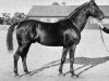 stallion Corvettino (Trakehner, 1904, from Edeling)