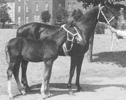 Zuchtstute Pärla (Schwedisches Warmblut, 1925, von Attino)