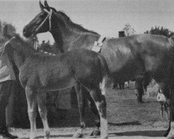 Zuchtstute Tosca (Schwedisches Warmblut, 1930, von Avepal)