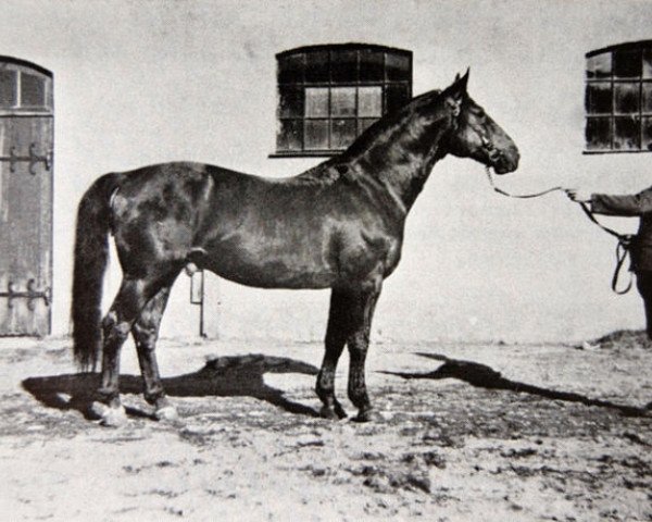 stallion Nagel (Swedish Warmblood, 1935, from Humanist)