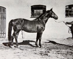 Deckhengst Nagel (Schwedisches Warmblut, 1935, von Humanist)