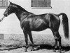 stallion Santiago (Swedish Warmblood, 1939, from Nagel)