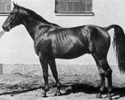 Deckhengst Santiago (Schwedisches Warmblut, 1939, von Nagel)