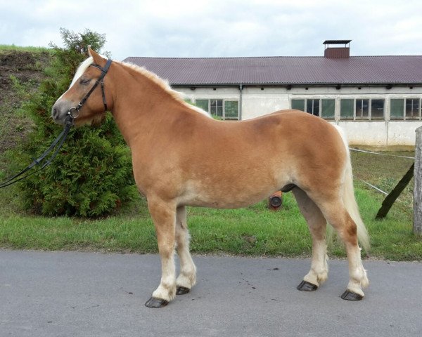 Pferd Askan (Haflinger, 2011)