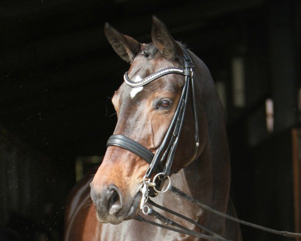 dressage horse Dschibuti 3 (Hanoverian, 2007, from Dancier)