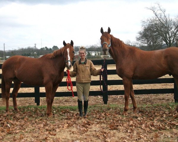 broodmare Turkos Turn xx (Thoroughbred, 1992, from Turkoman xx)