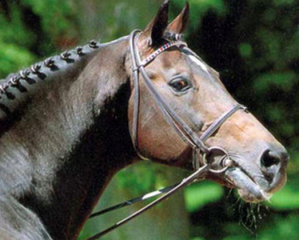 horse Landgraf I (Holsteiner, 1966, from Ladykiller xx)