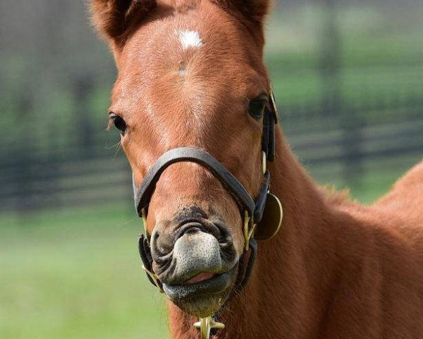 horse Hengst von Super Saver xx (Thoroughbred, 2017, from Super Saver xx)