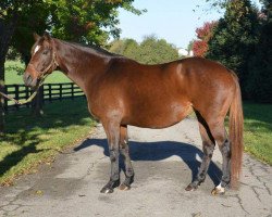 broodmare Zenith xx (Thoroughbred, 1997, from Roy xx)