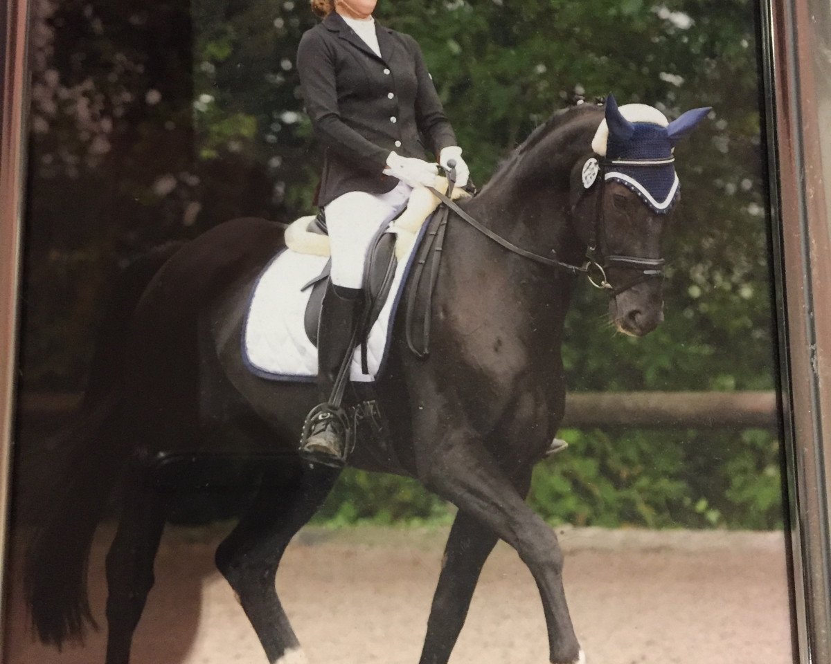 dressage horse Sir Spock (Oldenburg, 2006, from Sir Donnerhall I)