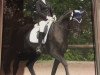 dressage horse Sir Spock (Oldenburg, 2006, from Sir Donnerhall I)