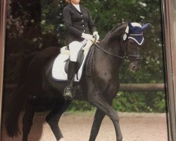 dressage horse Sir Spock (Oldenburg, 2006, from Sir Donnerhall I)