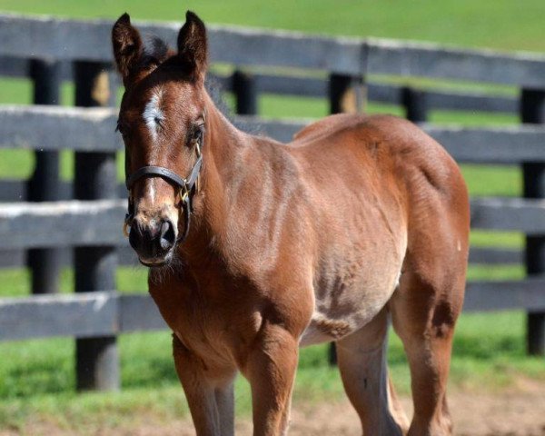 horse Hengst von Street Sense xx (Thoroughbred, 2016, from Street Sense xx)