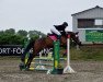 jumper Adelaid (Danish Warmblood, 2007)