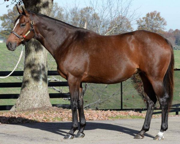 broodmare Emerald Gal xx (Thoroughbred, 2006, from Gilded Time xx)