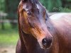 broodmare Baronesse Piccadilly (Polish Warmblood, 2005, from Prinz Pablo)