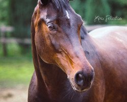 Zuchtstute Baronesse Piccadilly (Polnisches Warmblut, 2005, von Prinz Pablo)