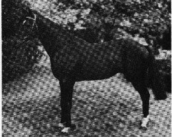 stallion Light of Love xx (Thoroughbred, 1928, from Pharos xx)