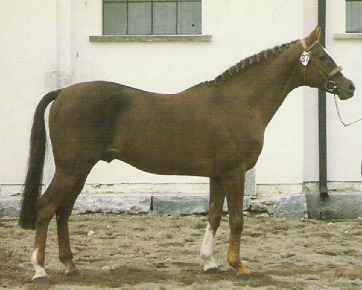 stallion Presto xx (Thoroughbred, 1962, from Hyperbole xx)