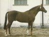 stallion Presto xx (Thoroughbred, 1962, from Hyperbole xx)