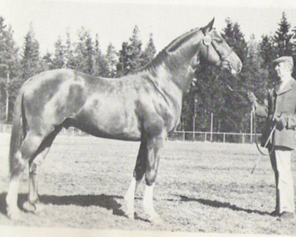 stallion Trento (Swedish Warmblood, 1978, from Presto xx)